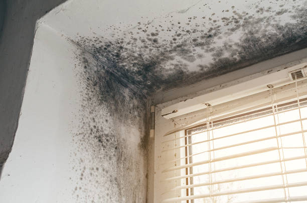 Trusted Attic Mold Removal service in Port Townsend, WA - Cheap Mold Removal