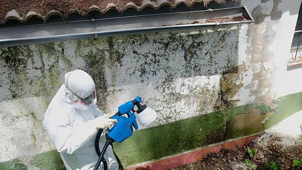 Trusted Basement Mold Remediation service in Port Townsend, WA - Cheap Mold Removal